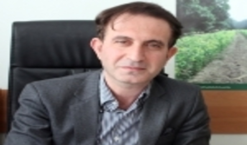 اشتغال و درآمد ماحصل زراعت صنوبر در زنجان است/ رونق صنعت چوب با زراعت صنوبر