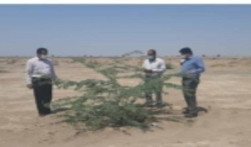 جنوب کرمان/لزوم مراقبت روزانه از پروژه های بیولوژیک برای مقابله با بیابان‌زایی و مهار ریزگردها
