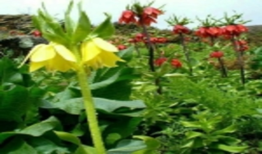 گلی خجل که زمین را به نظاره نشسته است 