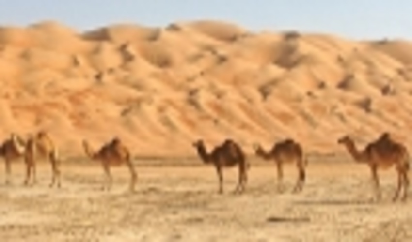 به روز رسانی دستورالعمل های فنی و اجرایی  بخش  بیابان