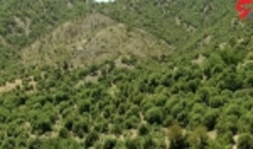 شناسایی 255 نقطه بحرانی و نیمه بحرانی حریق در جنگل های کرمانشاه