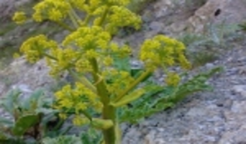 اصفهان/ برداشت آنغوزه از بیابان‌های اردستان 