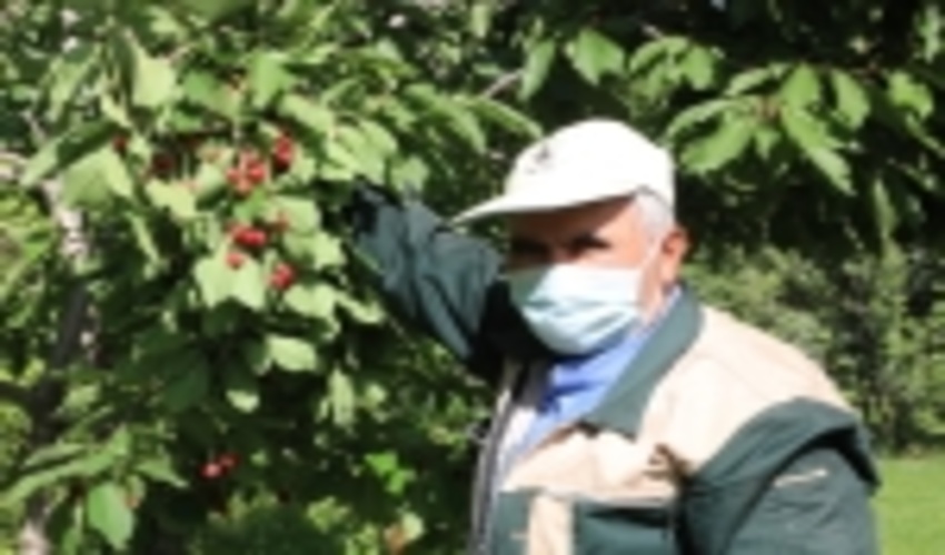 از عرصه های بیابانی تا فضای سبز سازمانی   