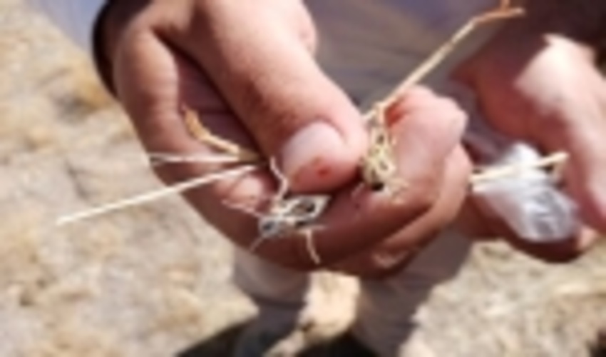 البرز/ مبارزه با ملخ شاخک کوتاه تاغ زار‌های اشتهارد