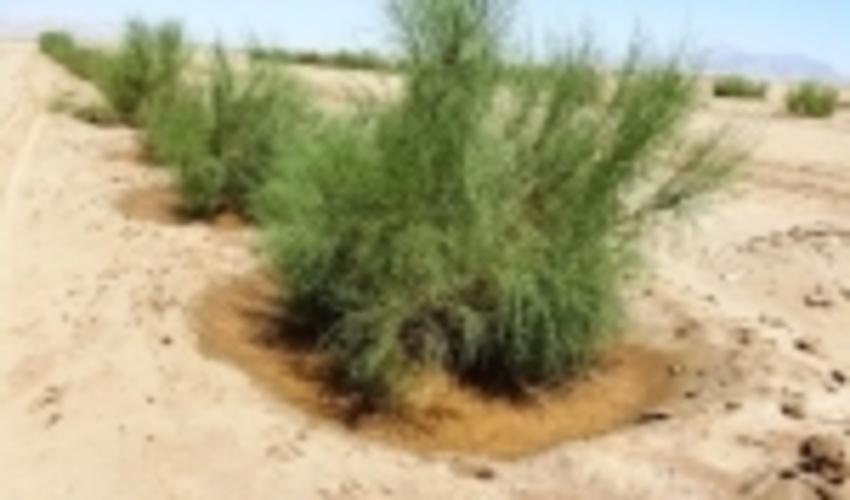 آغاز اجرای طرح مبارزه با آفات و بیماری ها در ۳۷۵ هکتار از تاغزارهای سمنان