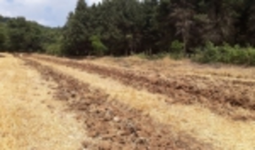 طرح آتش‌بُر در ۳۵۰ کیلومتر از نوار جنگلی گلستان اجرا شد