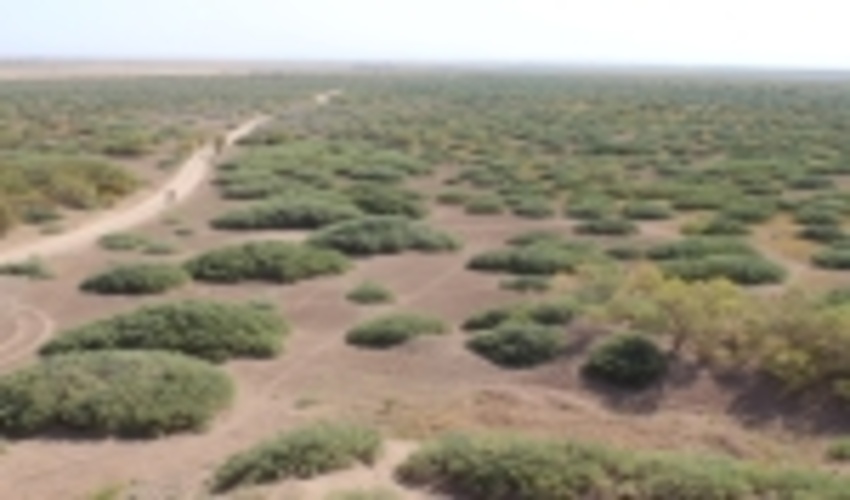 مرکزی/ کشت 2 هزار هکتار نهال ۲ سال اخیر در اراضی بیابانی استان مرکزی