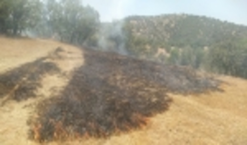 ۵۰۴ هکتار از عرصه‌های طبیعی کردستان درگیر حریق شد