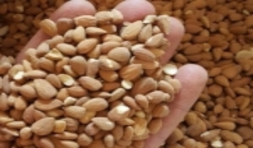 برداشت بادام کوهی در جنوب کرمان آغاز شد