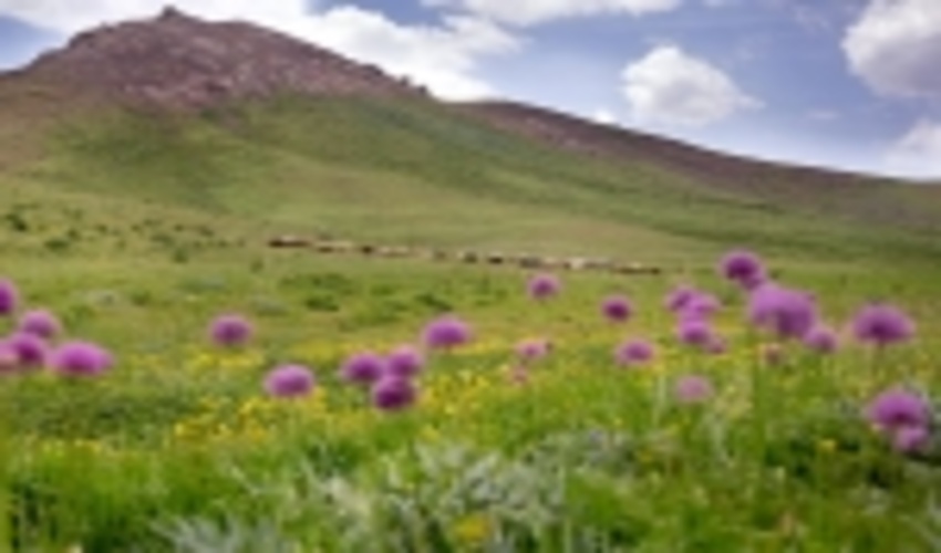 بذرکاری ۲ هزار و ۵۰۰ هکتار عرصه مرتعی استان مرکزی هدفگذاری شد