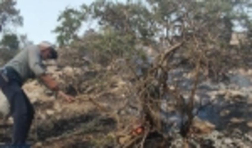 کاهش آتش‌سوزی در عرصه‌های منابع طبیعی خراسان‌شمالی/ آماده باش نیروها برای مقابله با آتش سوزی