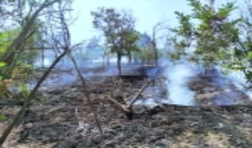 اطفاء حریق در پارک جنگلی لتیان