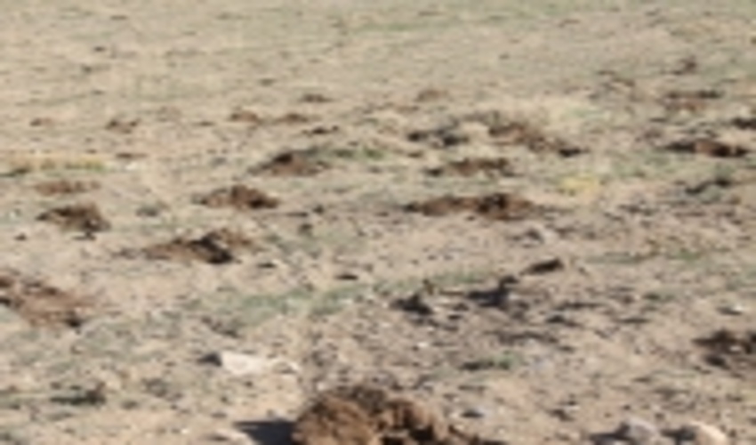 گلستان/بوته کاری در مراتع راهکاری برای مقابله با ریزگرد‌ها