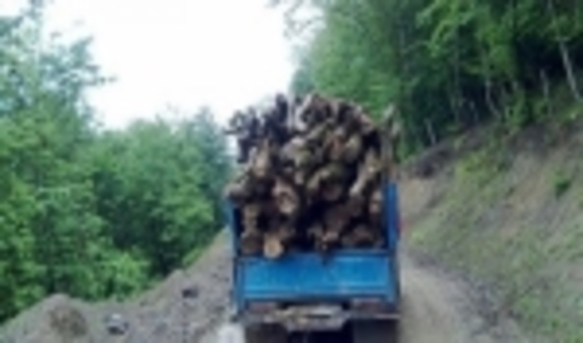 قاچاق چوب درختان بلوط؛ مبدا: جنگل های زاگرس؛ مقصد: کوره های تولید زغال/ کشف 1200 تن چوب بلوط فقط در یک سال