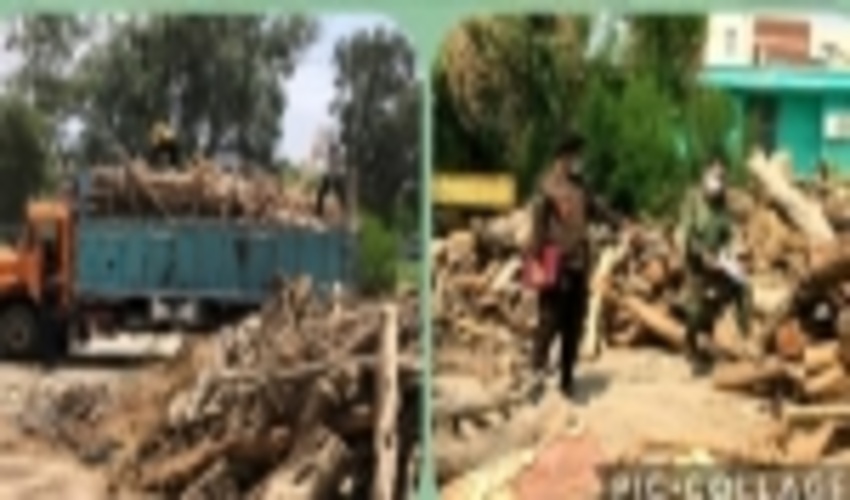 کشف ۸ تُن چوب غیرمجاز جنگلی در شهرستان جیرفت 