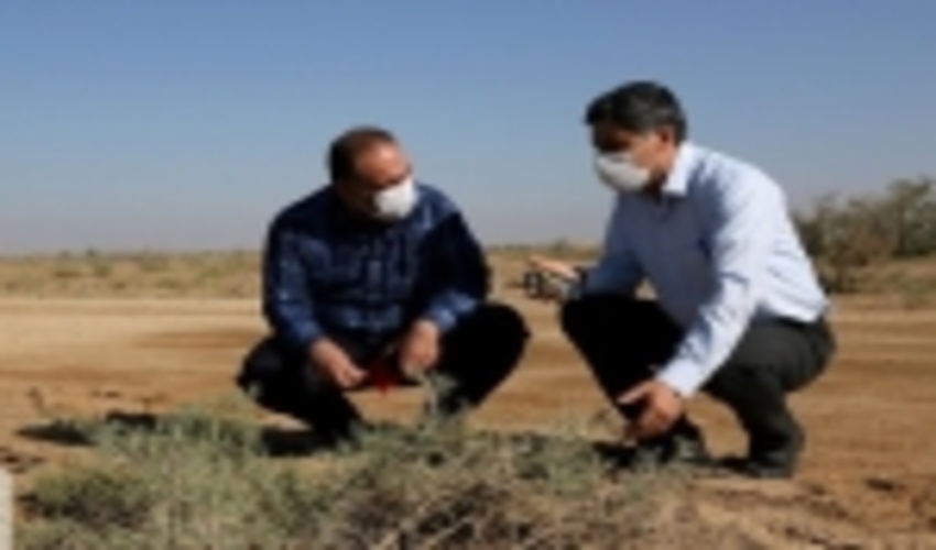 ۳۸۰۰ هکتار از حاشیه دریاچه ارومیه در آذربایجان‌شرقی بوته‌کاری شد