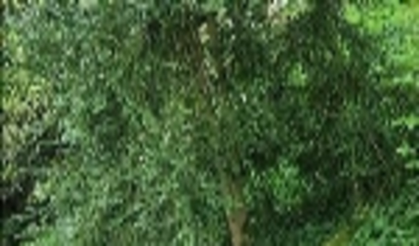 حدود ۶ هکتار از جنگل‌های مازندران زیرکشت شمشاد رفت