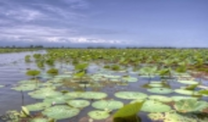 FRWO Demands Acceleration of Issuance of the Anzali Wetland Document