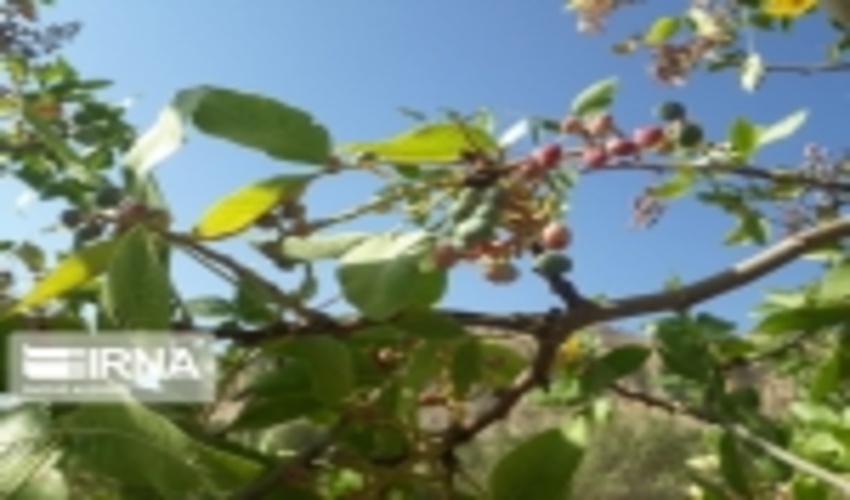 ونوشک، تحفه‌ طبیعت سخاوتمند ایلام