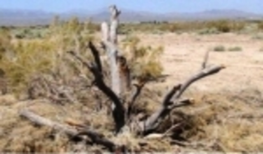 کشف 9 تن چوب و زغال تاغ قاچاق در شهرستان شاهرود 