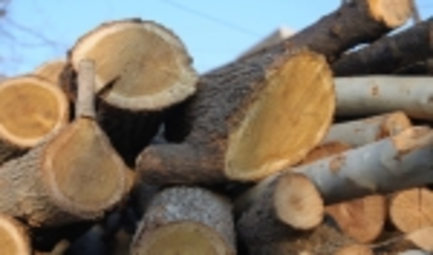کاهش ۷۰ درصدی ورود چوب قاچاق به استان اصفهان