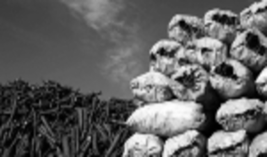 افزایش نگران کننده قاچاق زغال/ کشف ۴۲ کیسه زغال در کهگیلویه