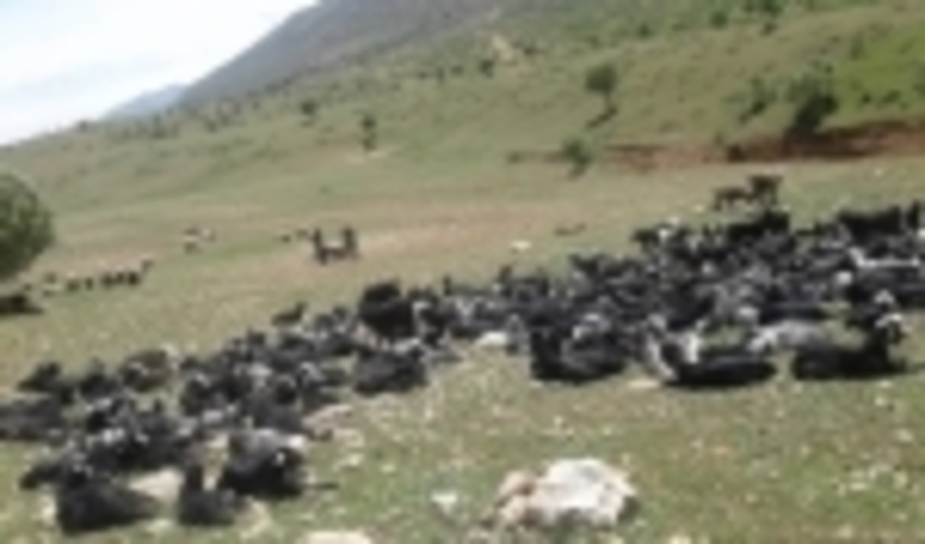 ۲۰ درصد از عشایر هنوز کوچ نکرده‌اند/ جریمه نقدی دامداران خاطی به دلیل آسیب به مراتع
