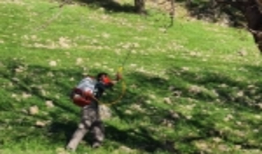 خوزستان/خط بطلان گال زنبوری بر شیوع سرطان در جنگل‌های زاگرس