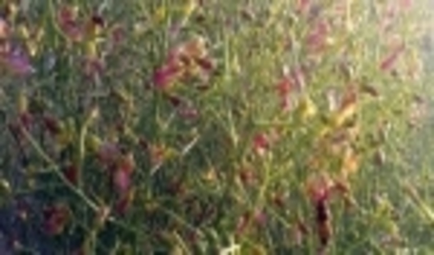 برای نخستین بار کشت گیاه خارشتر در خراسان شمالی آغاز شد