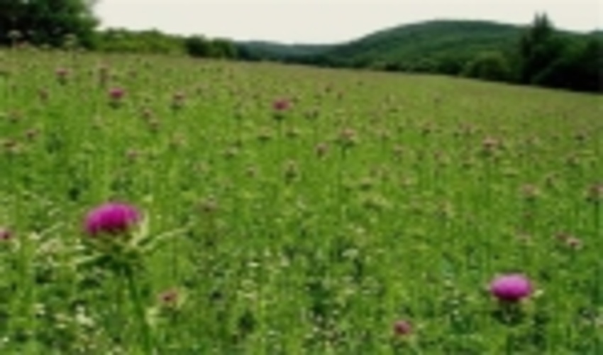 توسعه ۲۹۸ هزار هکتاری گیاهان دارویی در مراتع ظرف چهار سال