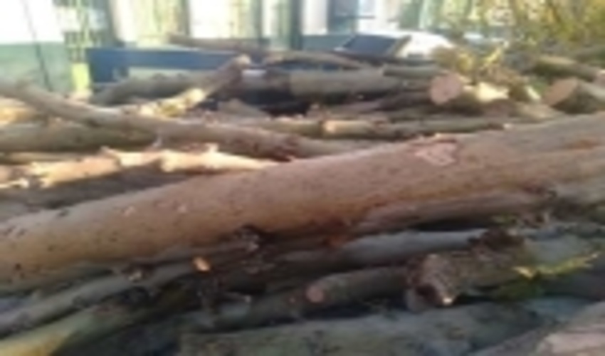 تهران/کشف و ضبط 2 تن چوب قاچاق در پیشوا