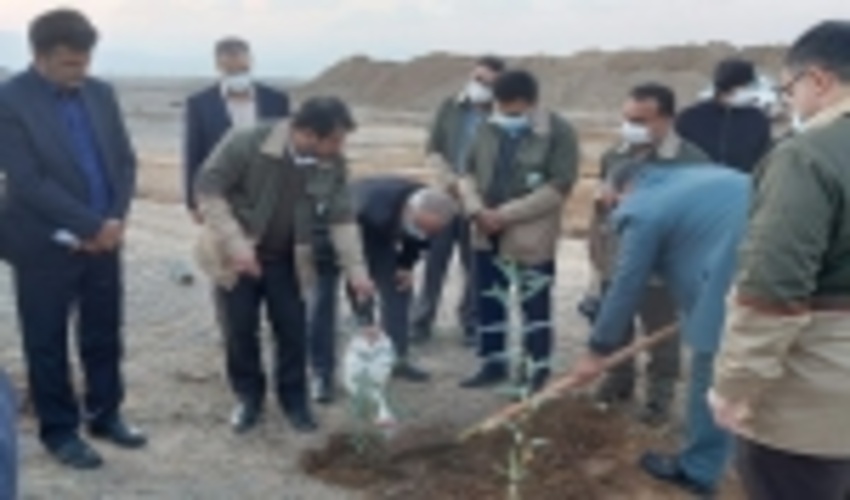 اجرای طرح بزرگ زراعت چوب استان اصفهان در کاشان آغاز شد