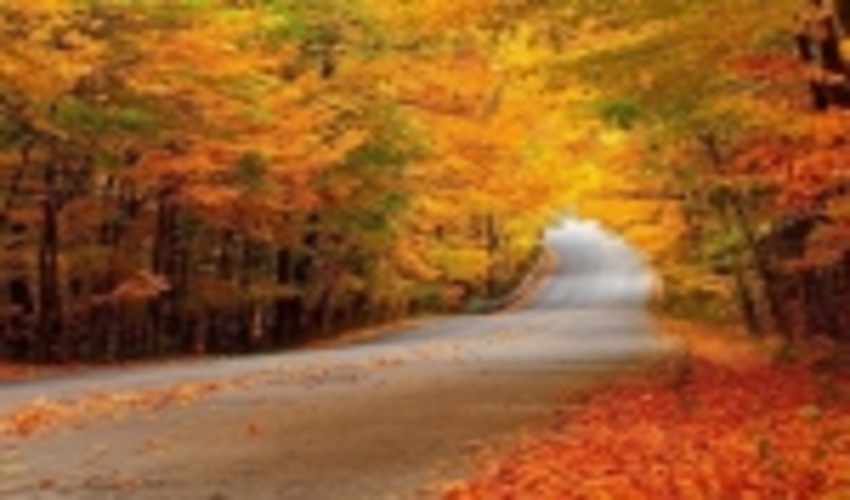 یک قدم مانده که پاییز به یغما برود