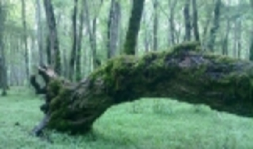 مازندران –ساری/آمادگی کامل برای اجرای طرح فنی حفاظتی در جنگل‌های هیرکانی