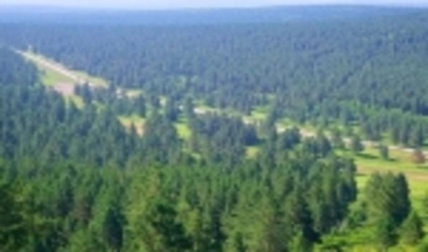 نهال کاری 550 هکتاری در جنگل ها گیلان تا پایان سال