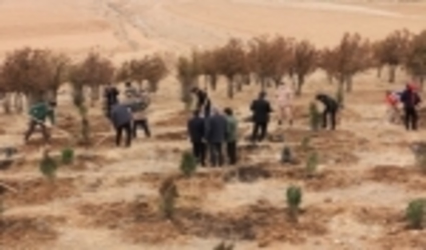 آغاز نهالکاری در۲۵۰ هکتار از عرصه‌های منابع طبیعی چهارمحال و بختیاری 