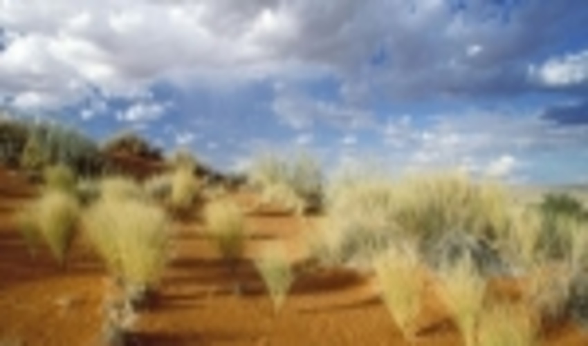 اجرای طرح زراعت چوب در خراسان جنوبی