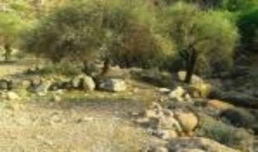 اصفهان/معاون فرمانداری کاشان مطرح کرد؛ اختصاص ۷۰۰ هکتار از اراضی کاشان به کشت بادام کوهی