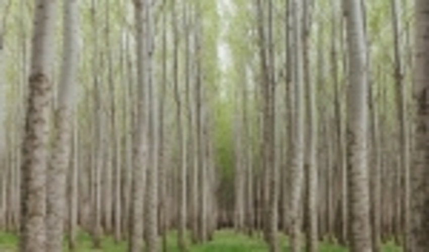 اجرای طرح زراعت چوب در استان قزوین