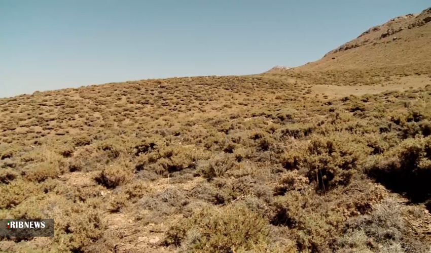 دستورالعمل جدید در رابطه گون‌زارها ابلاغ می‌شود