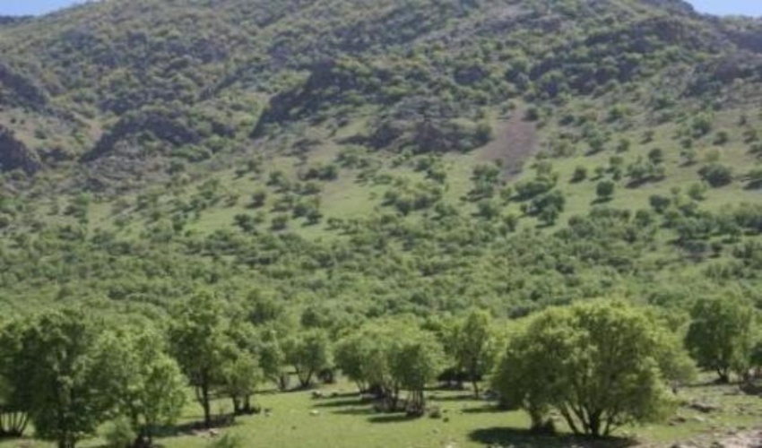 حرکتی که ستودنی است/مردم چیگو وفاداری خود را به جنگل ثابت کرده اند