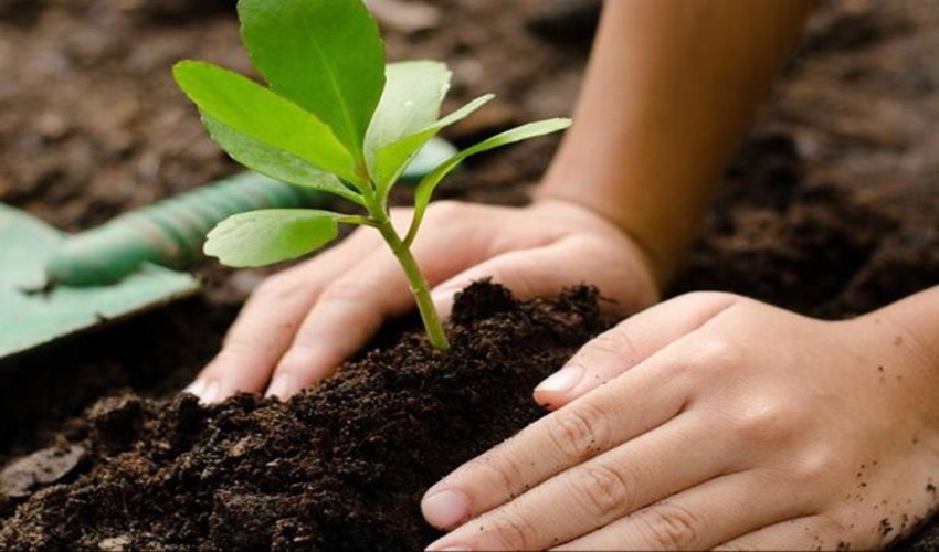 کشت 30  هزار اصله نهال درهفته منابع طبیعی در هرمزگان 
