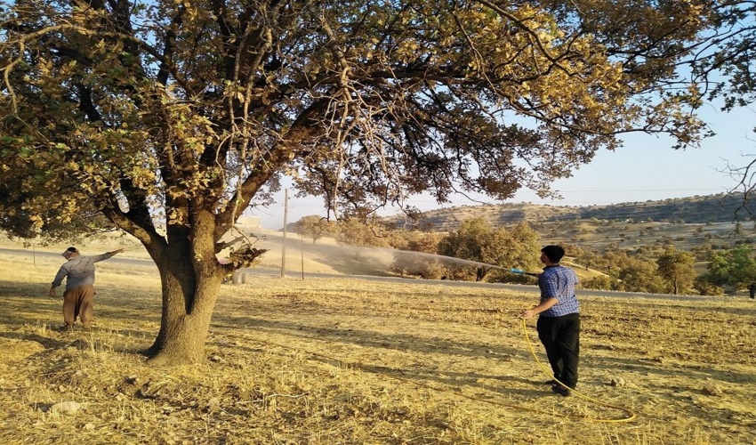 خوزستان/ مبارزه با آفت بلوط در جنگل‌های دزفول آغاز شد