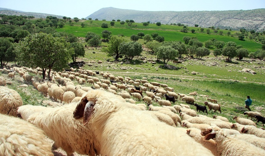 کاهش ۸۰ درصدی چرای زودهنگام در مراتع/ پیشنهاد مجدد حل و فصل مسایل کوچ در قالب شورا