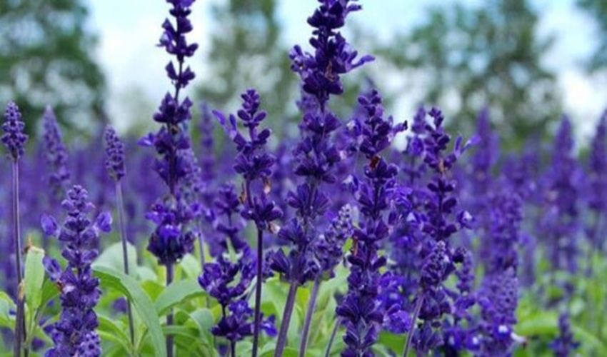 مراتع چهارمحال و بختیاری رویشگاه 230 گونه گیاه دارویی است