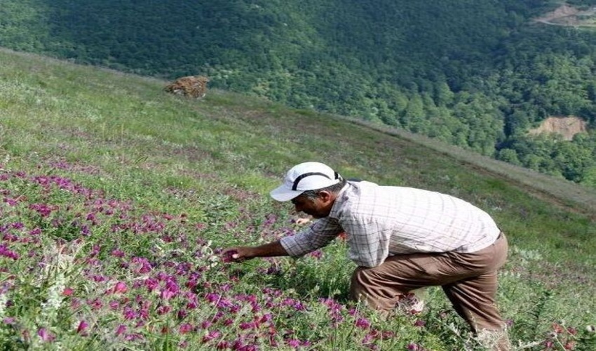 برداشت‌های بی‌رویه، گونه‌های گیاهان دارویی خراسان‌شمالی را تهدید می‌کند