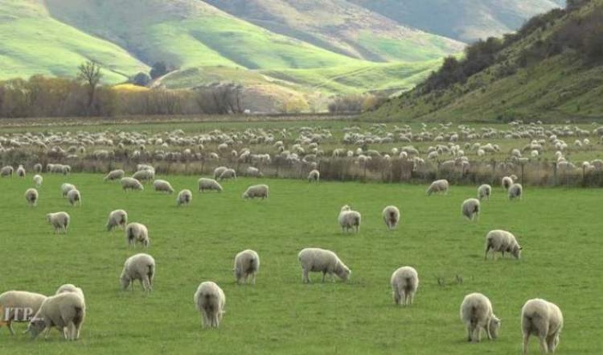 سمنان/ابطال پروانه بهره‌برداری دامداران و مرتعداران متخلف