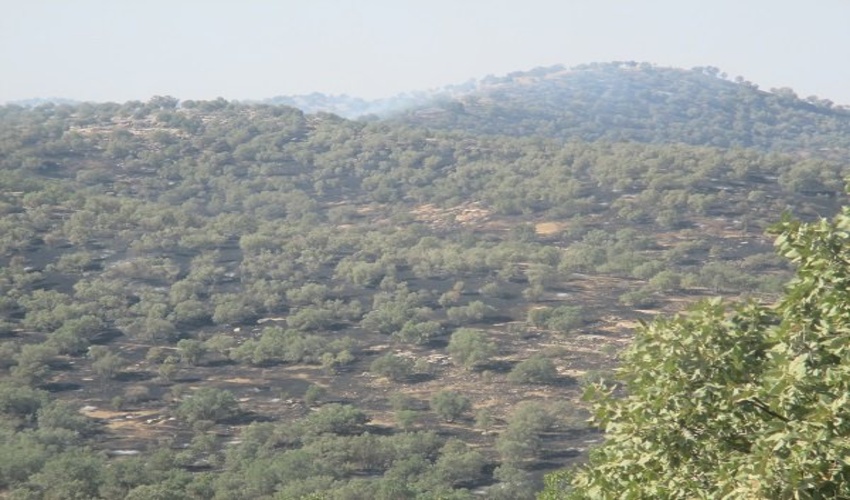 درخواست بالگرد برای مقابله با حریق‌های احتمالی در جنگل‌های لرستان