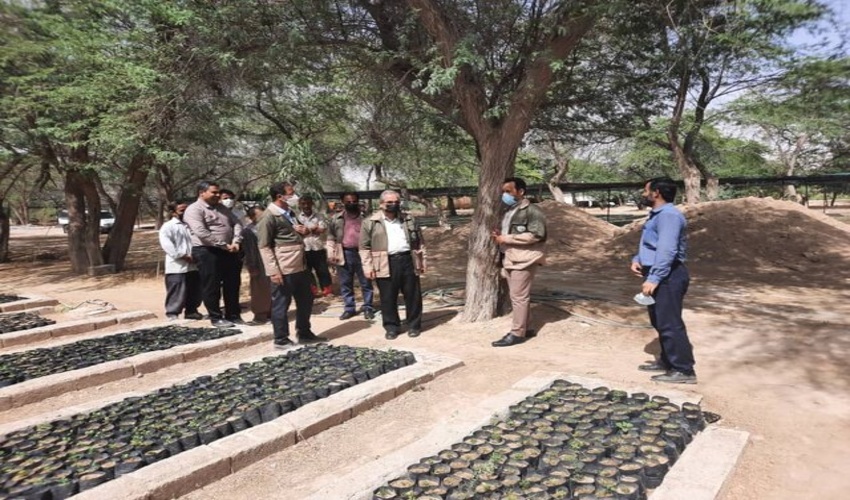 تولید نهال در منابع طبیعی بوشهر ۶ برابر شد