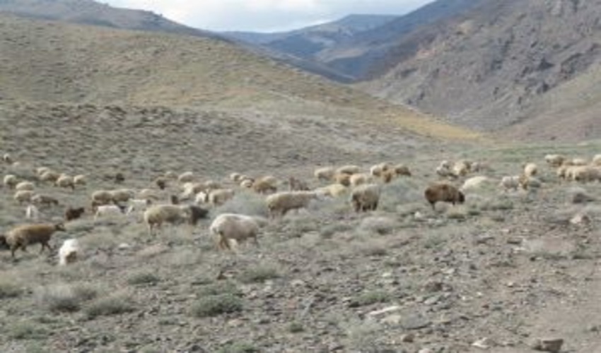 ایستگاه های کنترل دام در ورودی های البرز مستقر می شوند